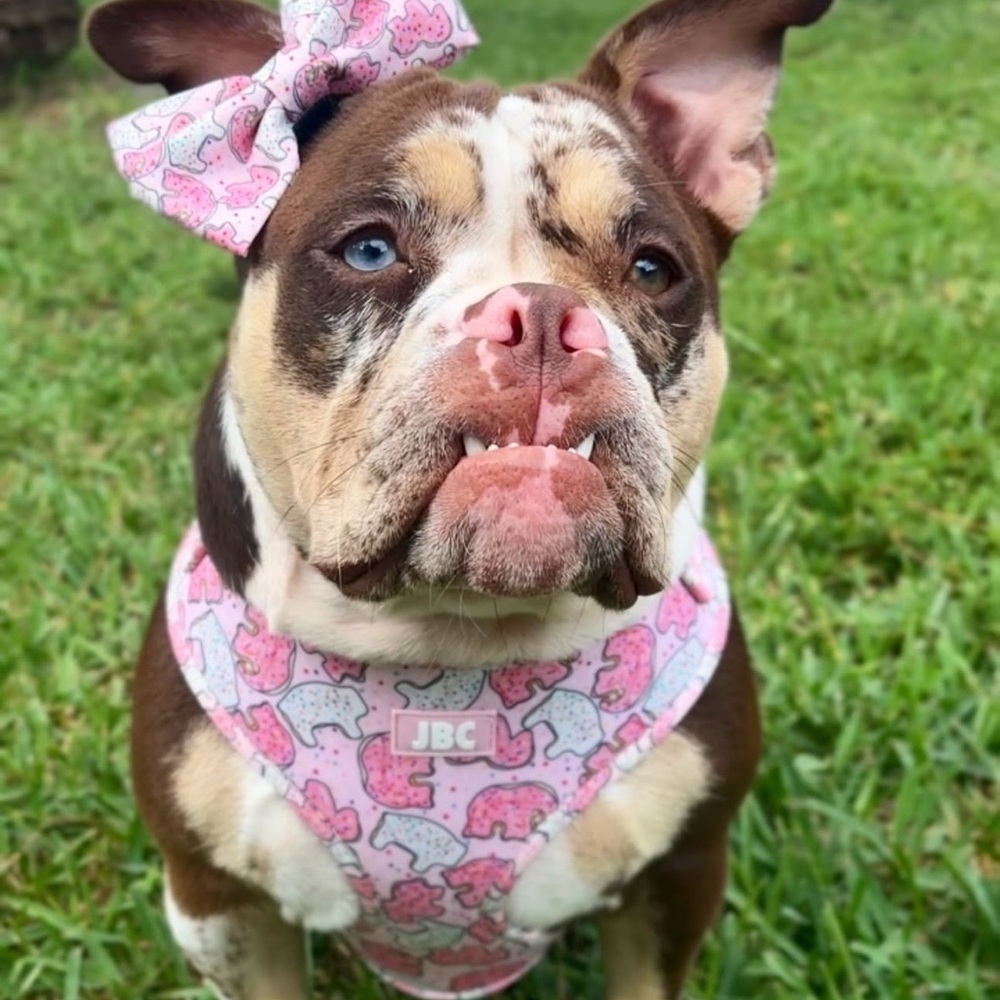 Pink Dog Harness - Adjustable - Picture 3 of 5